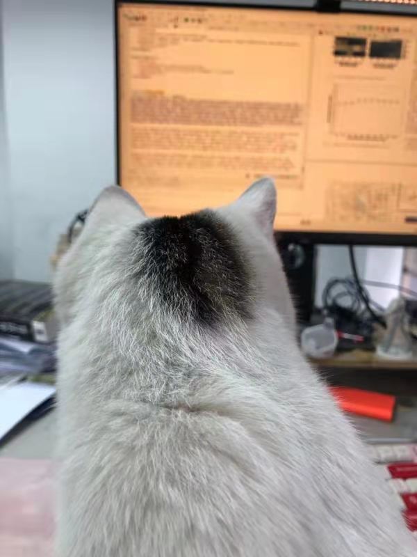 cat